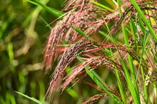 Acient Rice Varieties Cultivation. (called Kodaimai In Japan). Cultivated Since Ancient Times, Rice Is Highly Nutritious And Attracts Attention As A Health Food.
