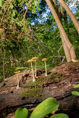 Wall Mural - Gymnopus mushrooms growing on a log in the woods