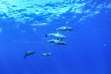 Spinner Dolphins In Blue Fernando De Noronha Sea. Marine Life. Scuba Diving. Brazil