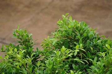 Canvas Print - herbs on the ground