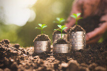 Saplings Are Growing On Coins Stacked On Top Of The Soil, Financial Growth Concept.