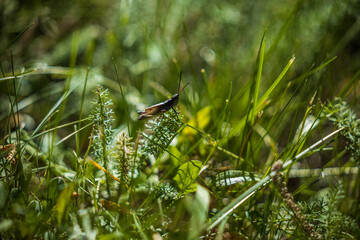 Grasshopper closeup on leaf in green grass