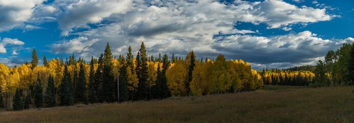 Wall Mural - Autumn panorama in a mountain aspen forest at sunset