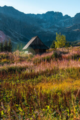 Poster - Nature landscape in Carpathian Mountains. Meadows on Hala Gasienicowa in Poland