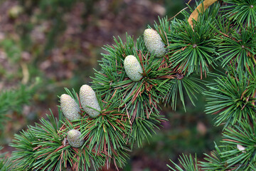 Sticker - Female cones of the Cedar of Lebanon (Cedrus libani)