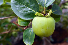 Green Persimmon Fruits (Diospyros Kaki) On The Tree