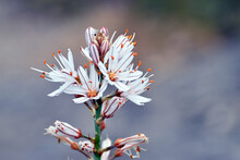  White Asphodel Flowers (Asphodelus Albus)
