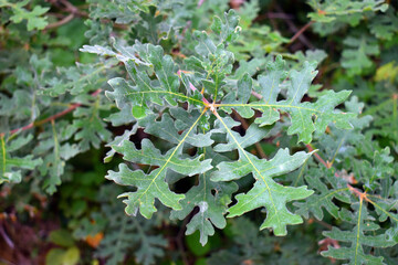 Canvas Print - Quercus pyrenaica or Pyrenean oak leaves