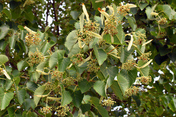 henry's lime leaves and fruits (tilia henryana)