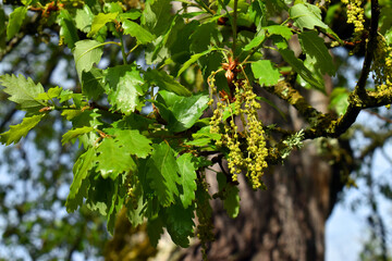 Poster - Male flowers and leaves of the gall oak (Quercus faginea)