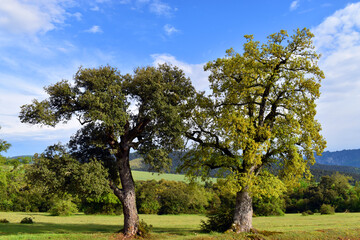 Canvas Print - Holm oak (Quercus ilex) on the left and gall oak (Quercus faginea) on the right