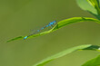 © Grzegorz - Łątka wczesna (Coenagrion pulchellum)