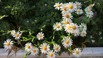 Wall Mural - Garden daisy flowers