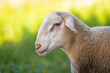 Poster - Retrato de perfil (mirando de perfil) de un joven carnero blanco con hierba verde de fondo (ganadería, ganadería extensiva, ovino, ovis aries)