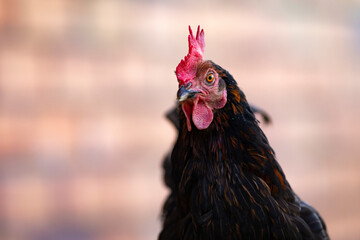 Canvas Print - Retrato de una gallina negra