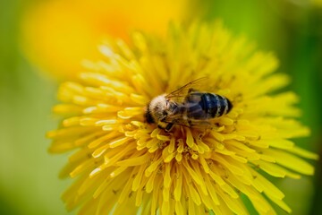 Sticker - Macro of a bee on a yellow dandelion flower