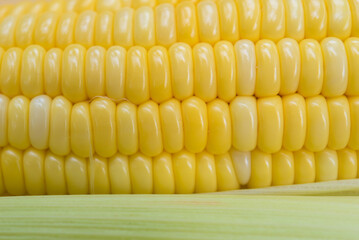 Wall Mural - Closeup Yellow sweet corn