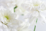 Fototapeta Zwierzęta - Close-up white flower and white background