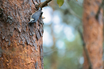 Nuthatch, on a tree trunk looking for food. Small gray and white bird. Animal photo