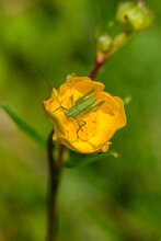 Macro Shot Of Green Grasshopper On Yellow Flower Against Blurred Background