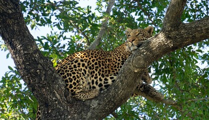 Poster - Leopard perched on a tree