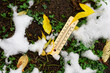 © slexp880 - Thermometer showing zero degrees lies on the ground among freshly fallen snow, green grass and yellow autumn foliage. Soil temperature. Cold snap, frosts and the first snow.