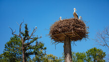 Small Zoo Lange Erlen Or Erlen-Verein Basel. Free Zoo Founded In 1871 With Mostly Native Animals, Storks In A Big Nest