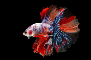 Poster - siam betta fish in thailand