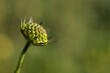 Świerzbnica polna (Knautia arvensis (L.) J. M. Coult.) – młoda roślina z rodziny przewiertniowatych, rozmyte tło.
