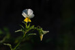 Fiołek polny (Viola arvensis Murr.) roślina należąca do rodziny fiołkowatych (Violaceae), biało żółty kwiat.