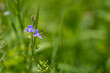 Niebieski kwiat przetacznik ożankowy (Veronica chamaedrys L.)  roślina należąca do rodziny babkowatych (Plantaginaceae) (1).