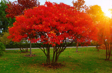 Wall Mural - Autumn park with colorful fall foliage