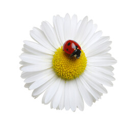 Sticker - ladybug on a white flower