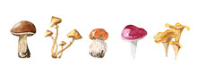 Mushroom Set. Edible Forest Mushroom. Watercolor Illustration Isolated On White Background.