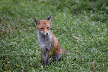 Wild fox photographed in Switzerland