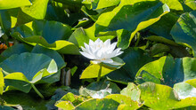 European White Water Lily With Green Leaves Close-up In A Small Latvian Lake