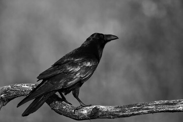 Bird Common Raven Corvus corax, dark style big black scary bird sitting on the branch, Helloween