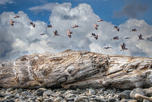 A Flock Of Wild Pelicans Flying Over Weathered Driftwood On The Beach