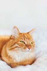 Wall Mural - Cute ginger cat lying in bed under blanket. Fluffy pet comfortably settled to sleep. Cozy background with copy space.