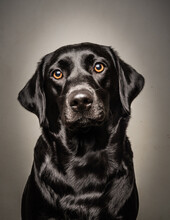 Black Labrador Sitting Portrait