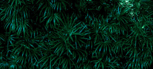 Wall Mural - palm leaves and tropical green shadows, abstract nature background, dark tones, panorama