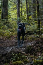 Vertical Shot Of An Adorable Large Black Dog In A Park