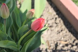 Fototapeta Kwiaty - Beautiful unblown tulips in the garden close-up.