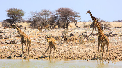 Wall Mural - Okaukeujo in Etosha has a vibrant waterhole where many animals come to drink including Giraffe, Zebra, and springbok Etosha National Park,  Namibia, Southern Africa