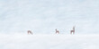 Cute winter landscape. Winter banner. Snowy valley. Horizontal landscape. Deer on a snowy field. Gouache illustration.