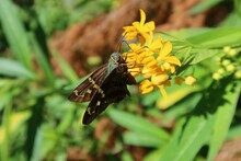 Beautiful Brown Skipper Butterfly On Yellow Asclepias Flowers In Florida Nature