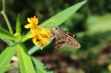 Brown Skipper Butterfly On Asclepias Flowers In Florida Nature, Closeup