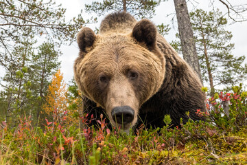 Wall Mural - brown bear closeup in autumn scenery