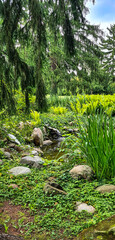 Wall Mural - Plants around lake in Polish park - Zelazowa Wola, Masovia, Poland