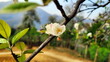 The beautiful SonTra flowers, YenBai, VietNam